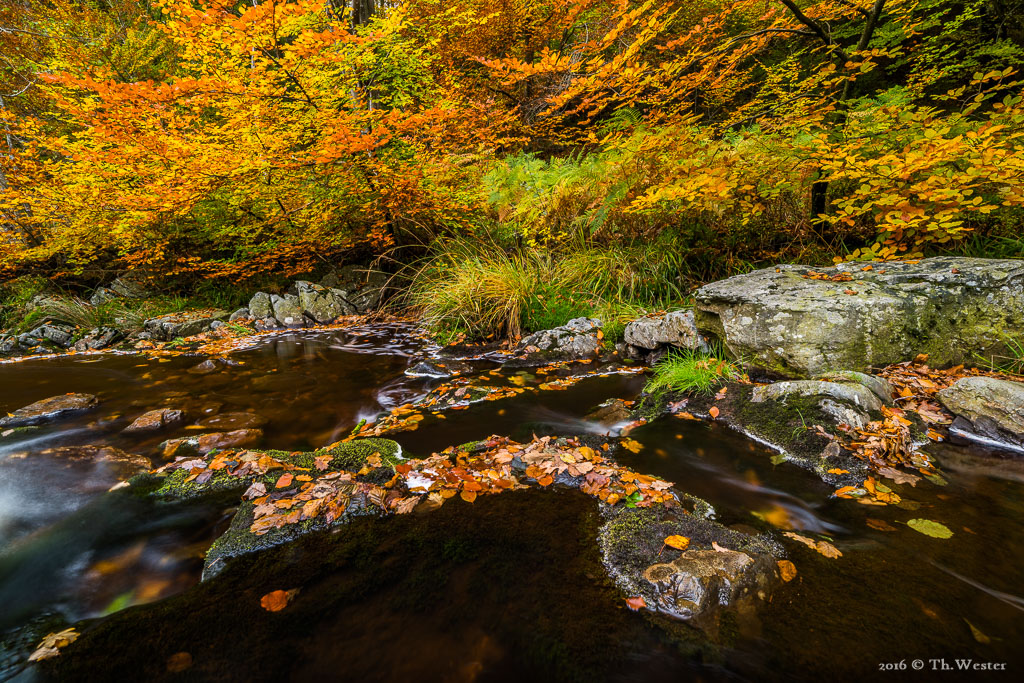 ...zeigte sich an vielen Stellen bereits die volle Herbstpracht (B771)