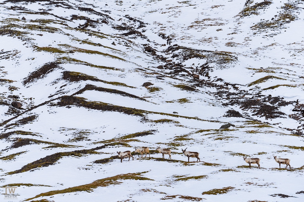 Auch ein paar Tiere konnte ich fotografieren: hier eine Gruppe von Rentieren (B928)