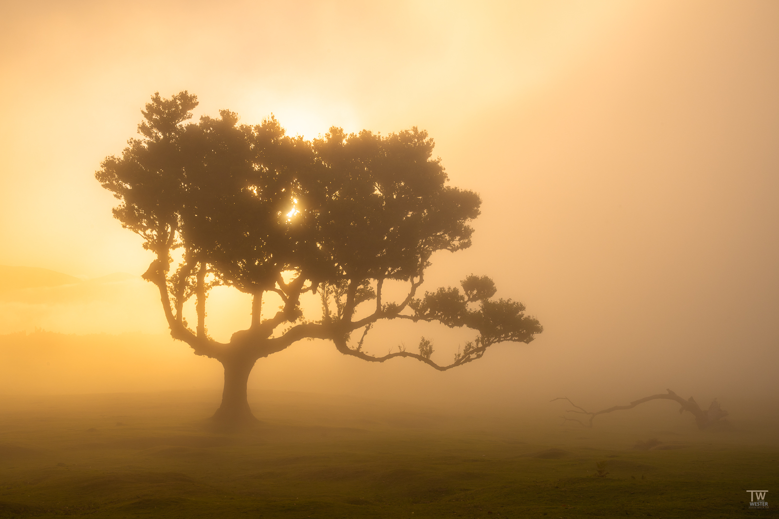 Madeira’s Jewel – The Fanal Forest in Golden Light
