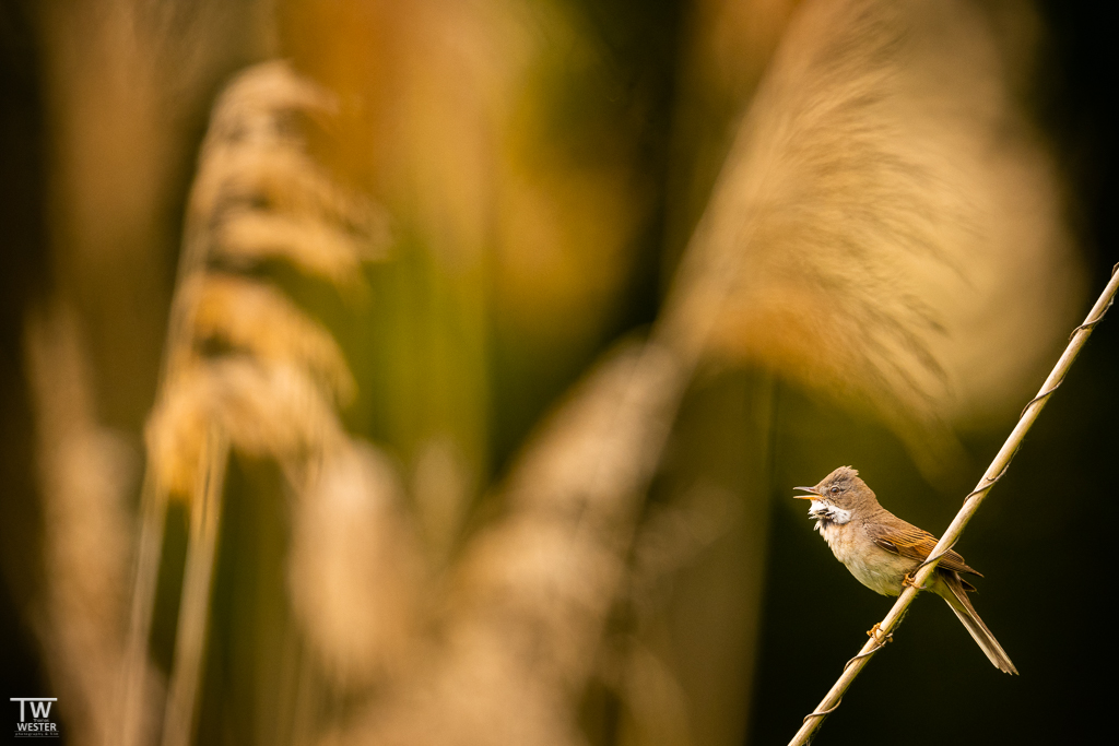 Ein Teich- oder Schilfrohrsänger (B1691)