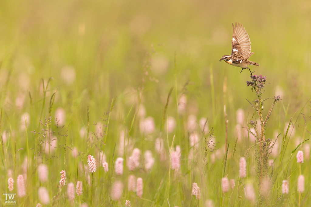 …und bei Abflug (B1685)