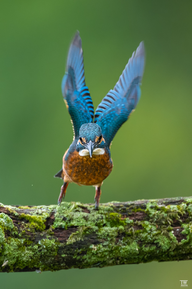 Dann geht alles meist sehr schnell bevor der Vogel ins Wasser taucht (B3335)