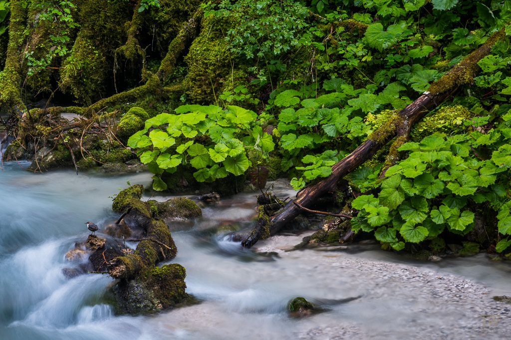 Die Wasseramsel: ich habe selten eine so schöne Flusslandschaft wie diese gesehen und dass dann noch das I-Tüpfelchen herbei geflogen kam, war unglaublich (B1053)