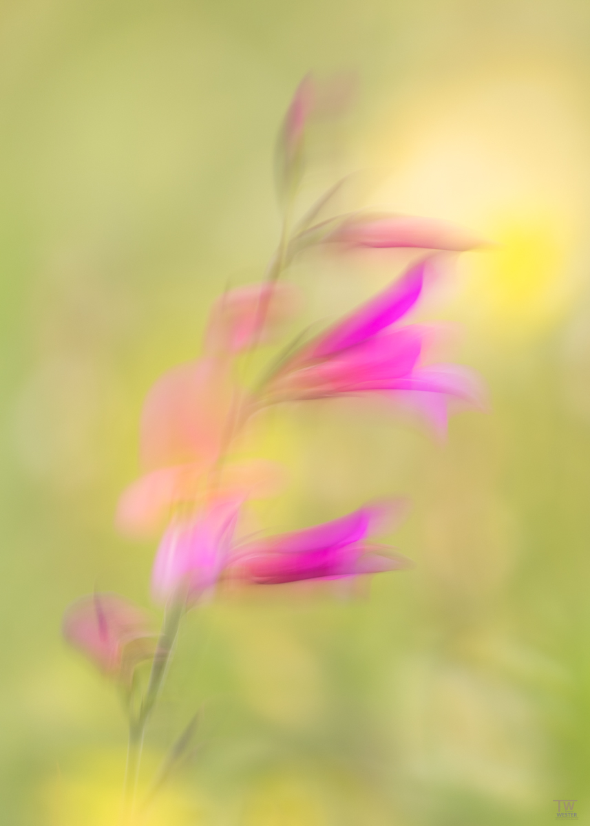 Wehende Gladiole (B3051)