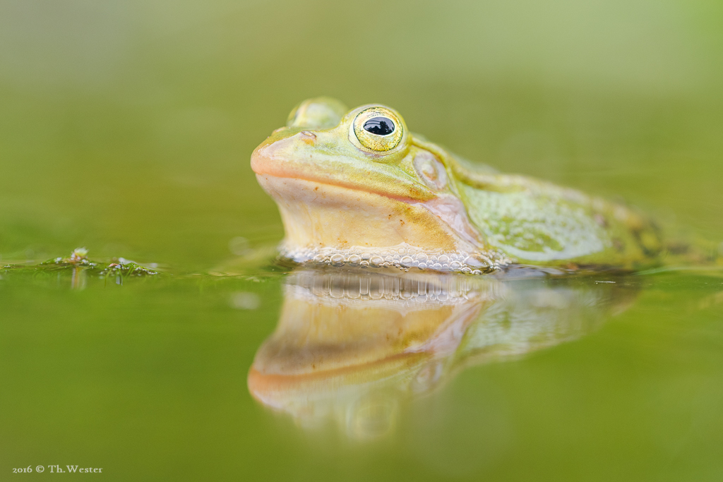 Ein kleiner Wasserfrosch, groß abgebildet (B659)