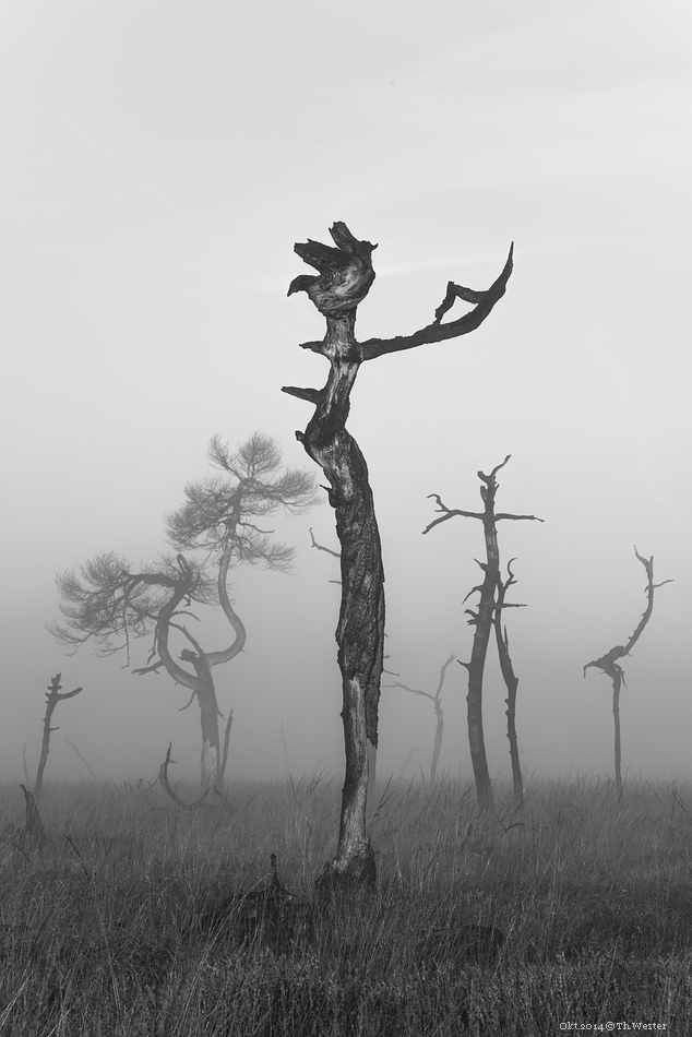 Was die Formen anging, so bildete man sich ein, teils mehr zu erkennen, als nur durch Waldbrand abgestorbenes Holz ;-) (B193)