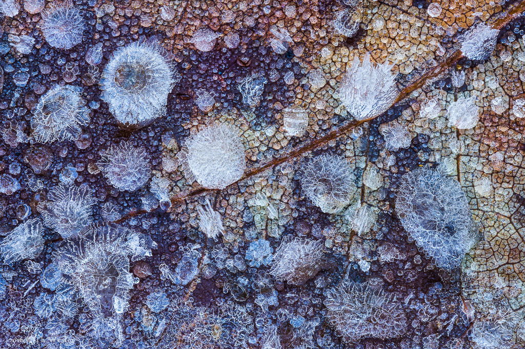 Der Ausschnitt eines Herbstblattes mit abtauenden Eiskristallen: für dieses Bild habe ich eine gute Stunde in der Umsetzung benötigt. Das Ergebnis ist ein "Stack" aus acht Bildern mit je unterschiedlichen Schärfeebenen (B839)