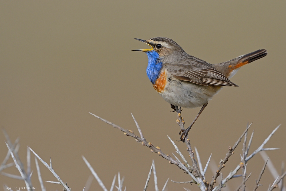 Blaukehlchen (B2)