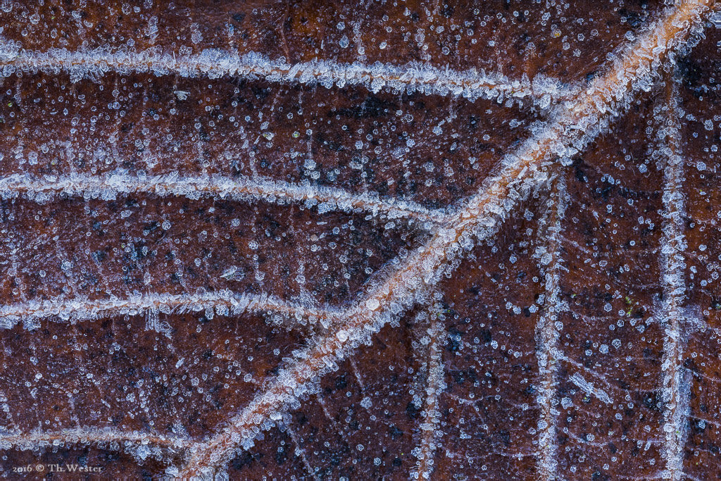 Auch auf den Blattadern zeigten sich kleinste Eiskristalle (B848)