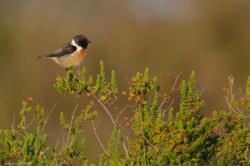 Und noch einmal: diese Vogelart hatte es mir wirklich angetan (B90)