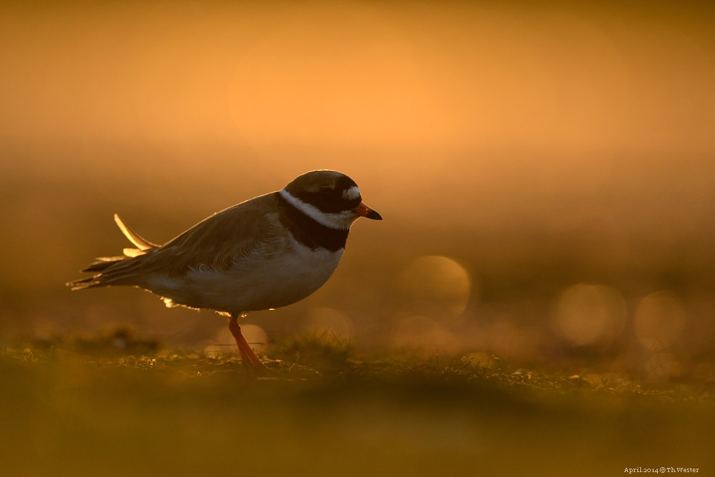 In der Abendsonne (B116)