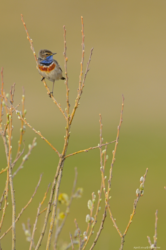 Blaukehlchen (B118)