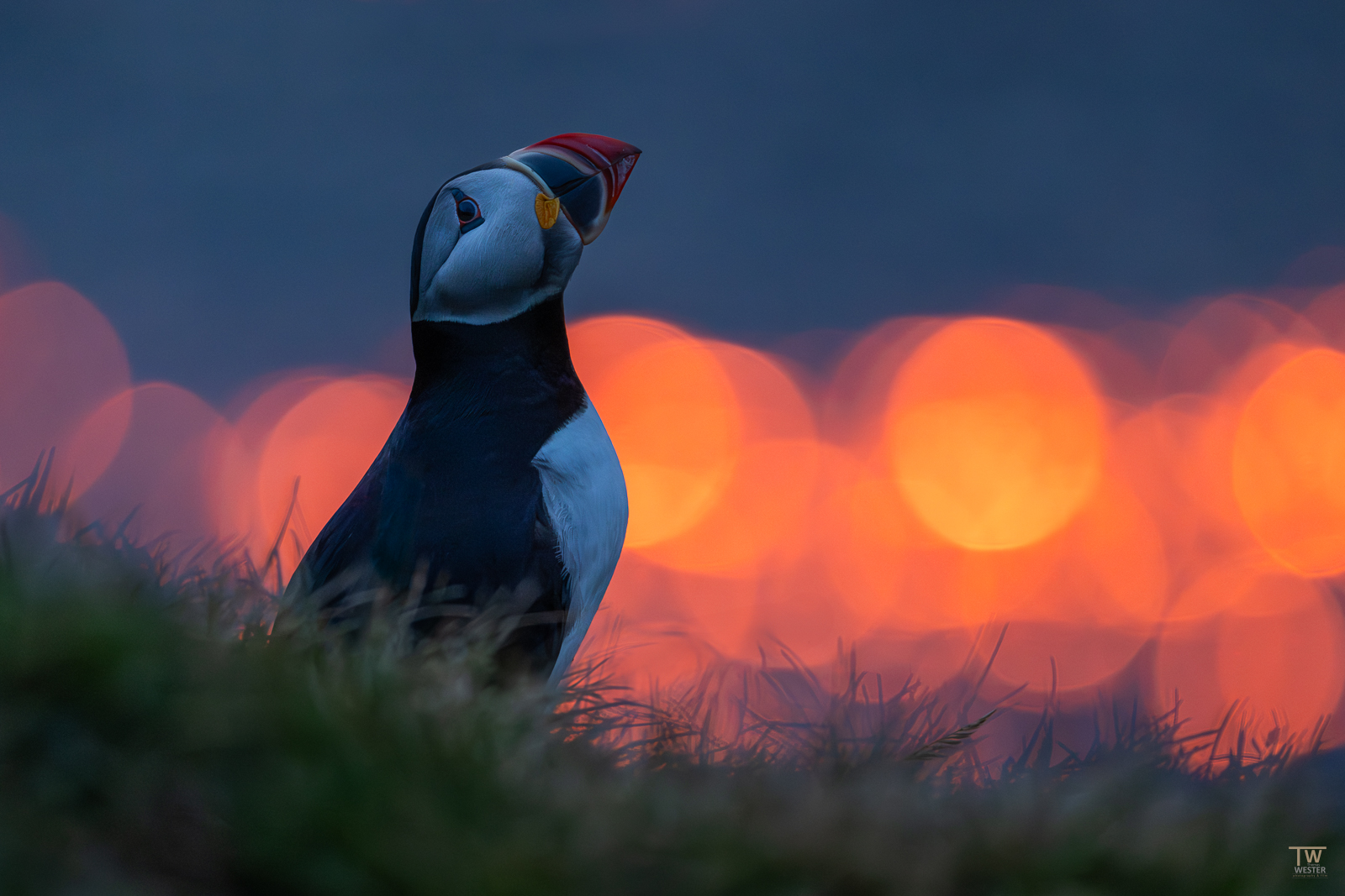 Iceland – Home of the Puffins