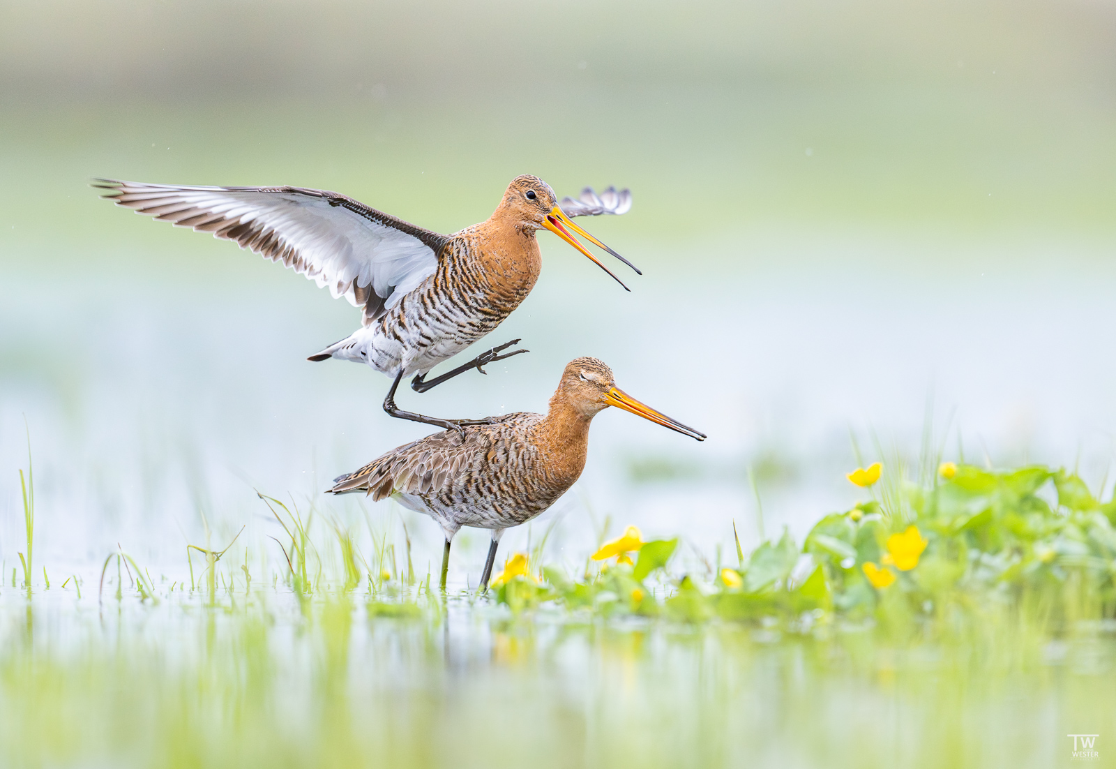 In the land of the black-tailed godwit