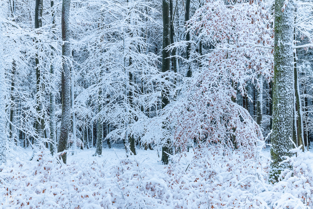 Die Mischung zwischen Herbst- und Schneefarben fand ich toll anzuschauen (B1546)