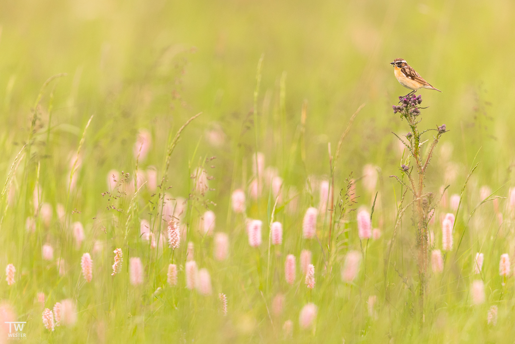 An den wunderschönen Wiesen des Siegerlandes (B1694)