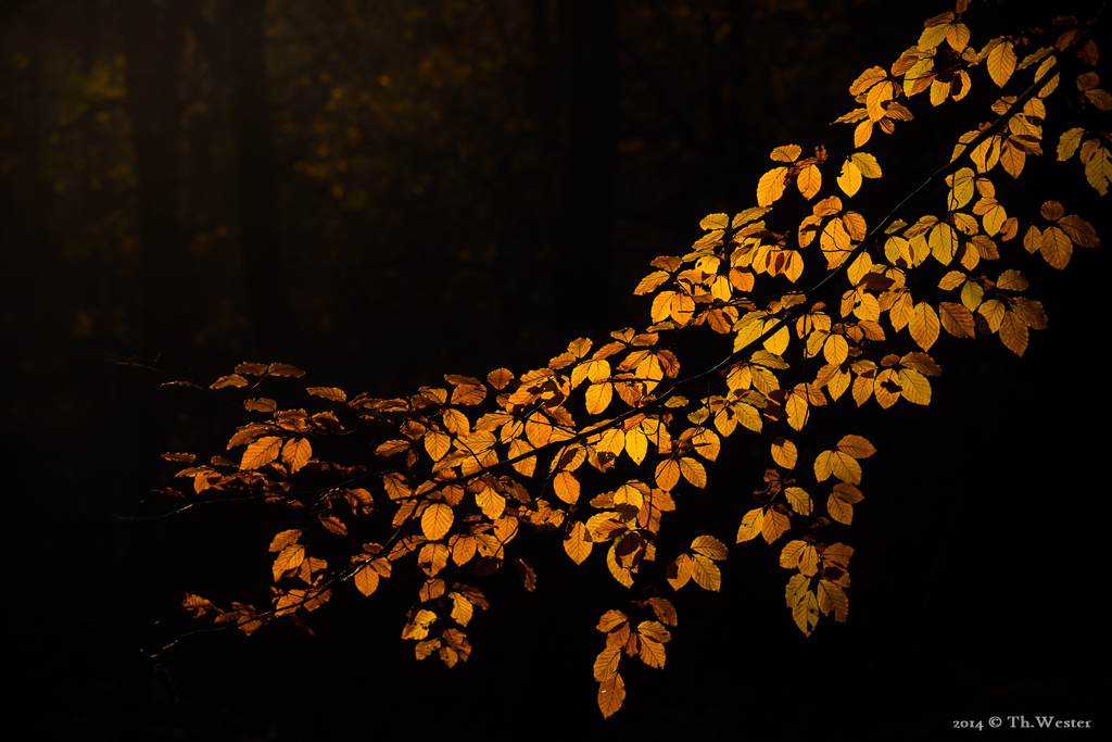 Zum Spätherbst gehören auch goldene Momente (B821)