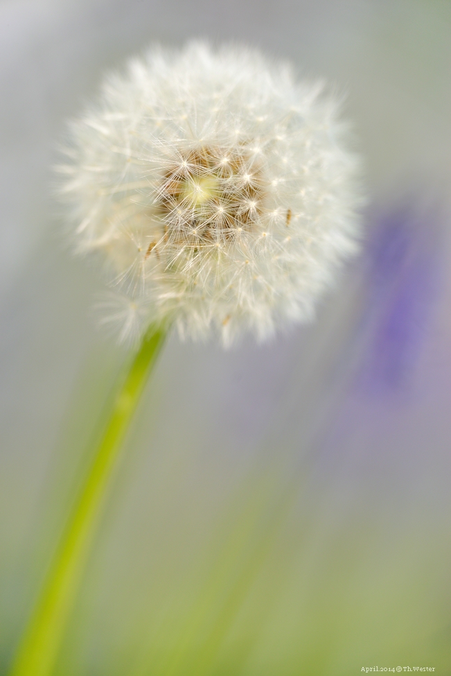 Eine "Pusteblume" am Wegesrand vor dem Hintergrund der blauen Blumen (B143)