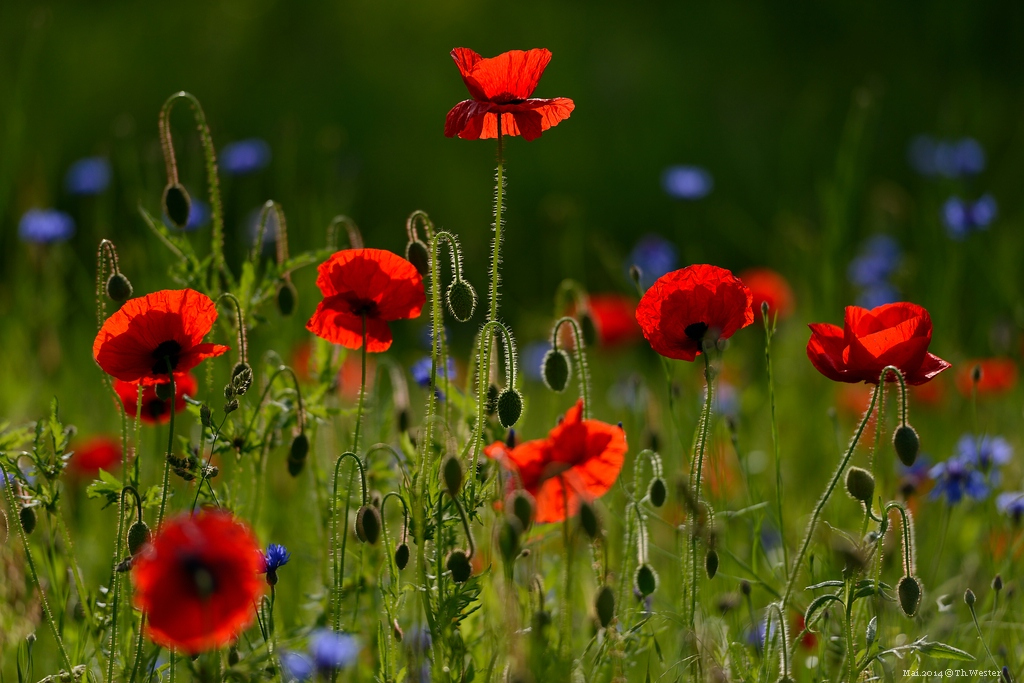 Blumenwiese (B177)