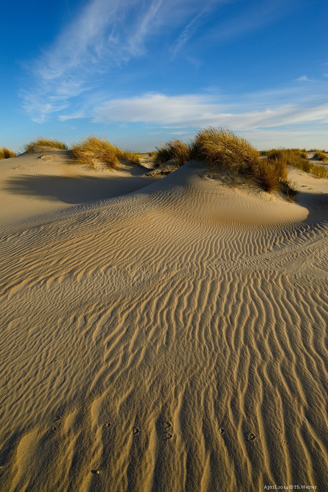 Vom Wind gezeichnete Dünenlandschaft (B121)