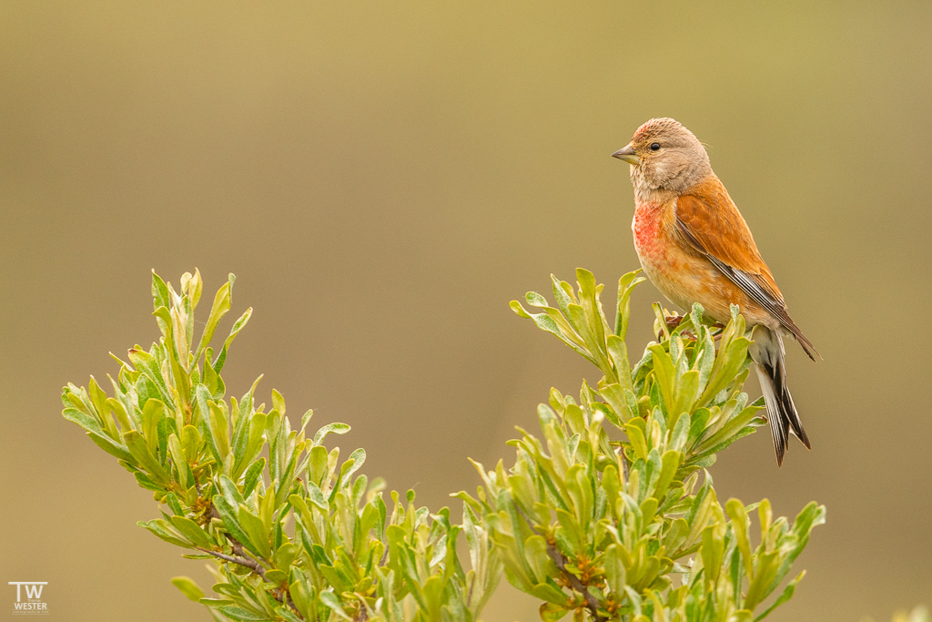An der Nordsee gibt es enorm viele Bluthänflinge im Sommer (B1695)