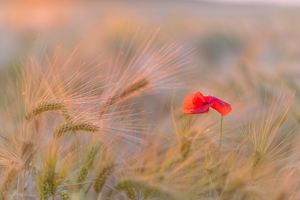 Ab und zu zeigt sich in den Gerstenfeldern eine Mohnblume (B350)