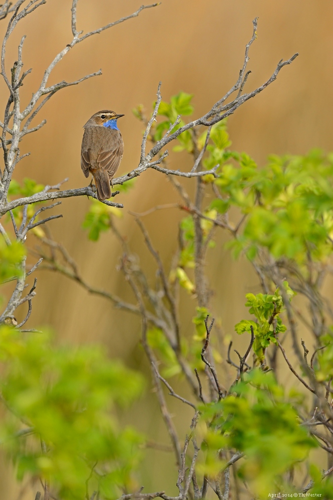 Blaukehlchen (B125)