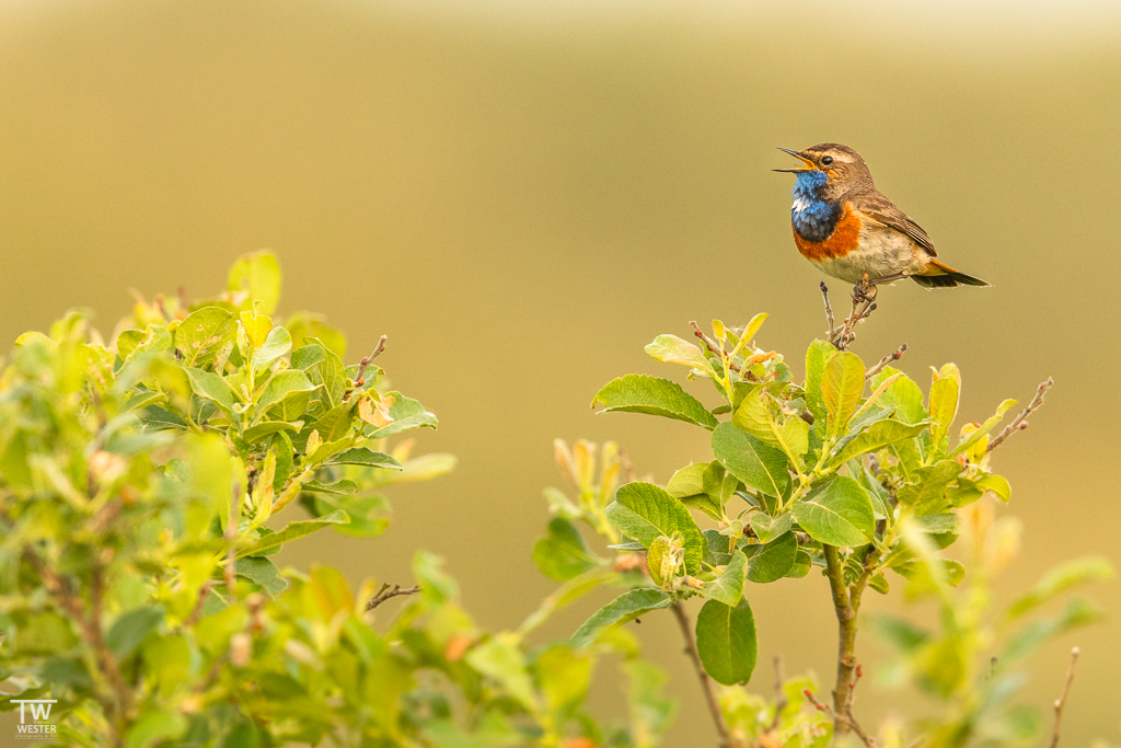 Ein singendes Blaukehlchen (B1690)