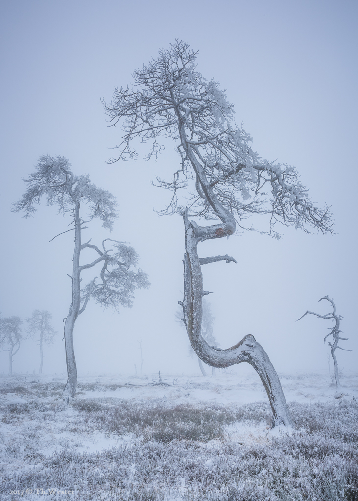 Durch den Nebel war die Stimmung sehr mystisch (B887)