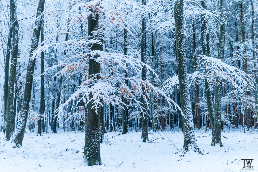 Durch die in letzter Zeit häufig auftretenden Starkwinde sind die Stämme meist mit einer Schnee- und Eisschicht überzogen (B1232)