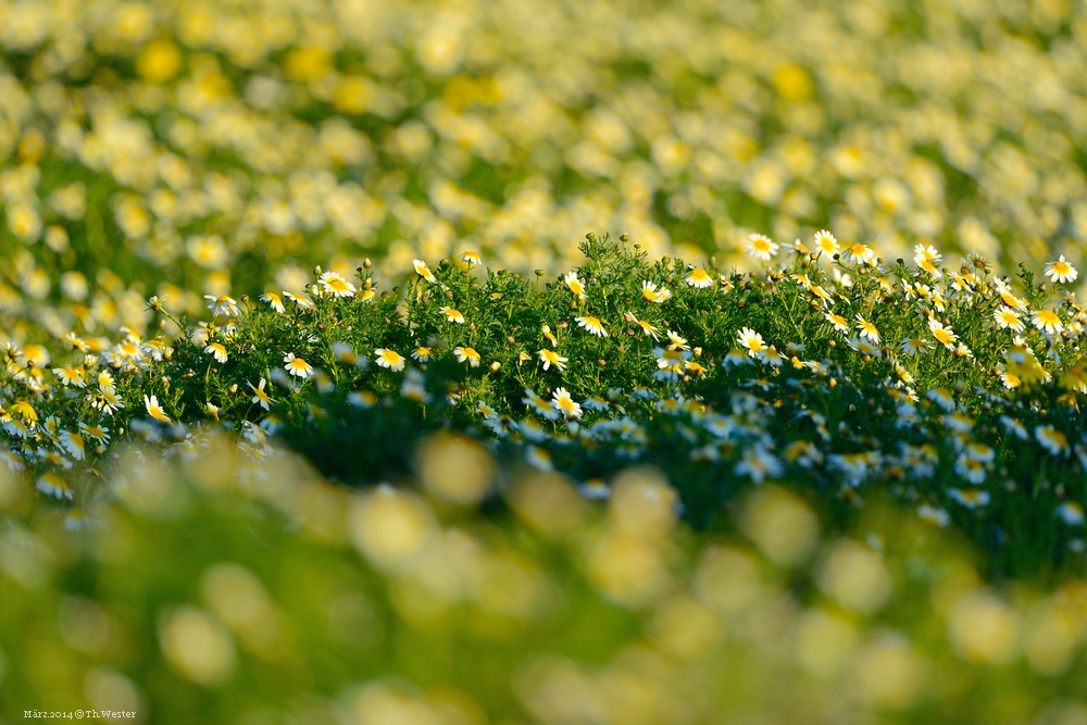 Eine wunderschöne Wiese voll mit Gänseblümchen (B89)