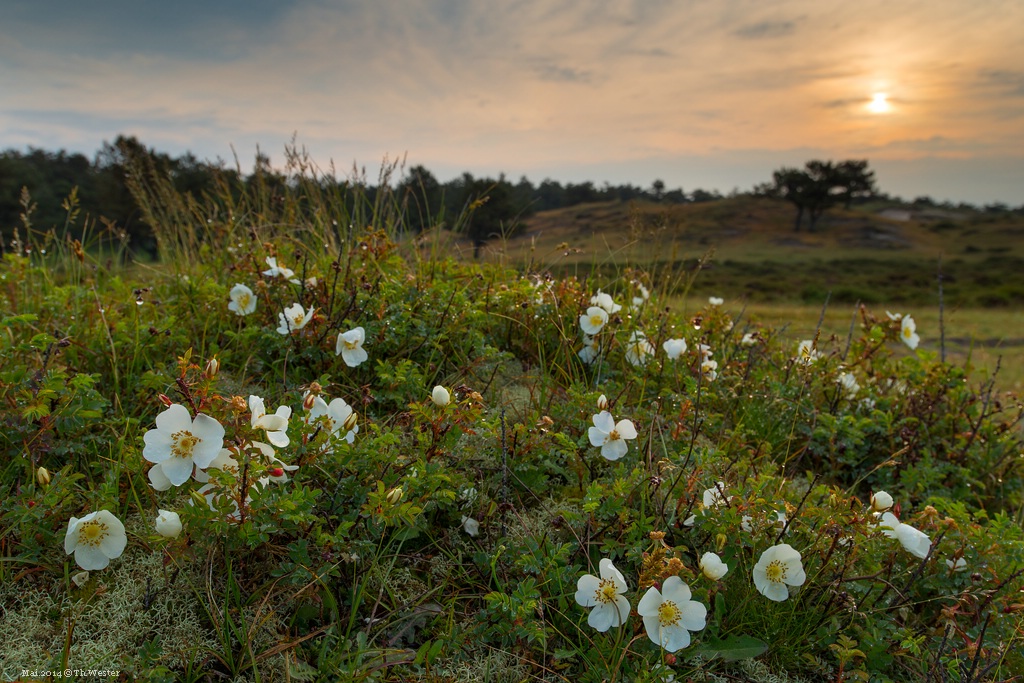 Sunset am Waldrand (B175)