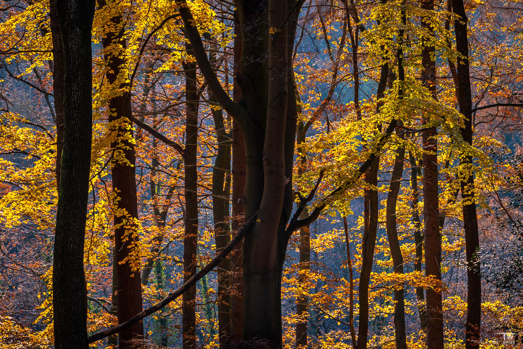 Farbkontraste im Abendlicht (B1841)