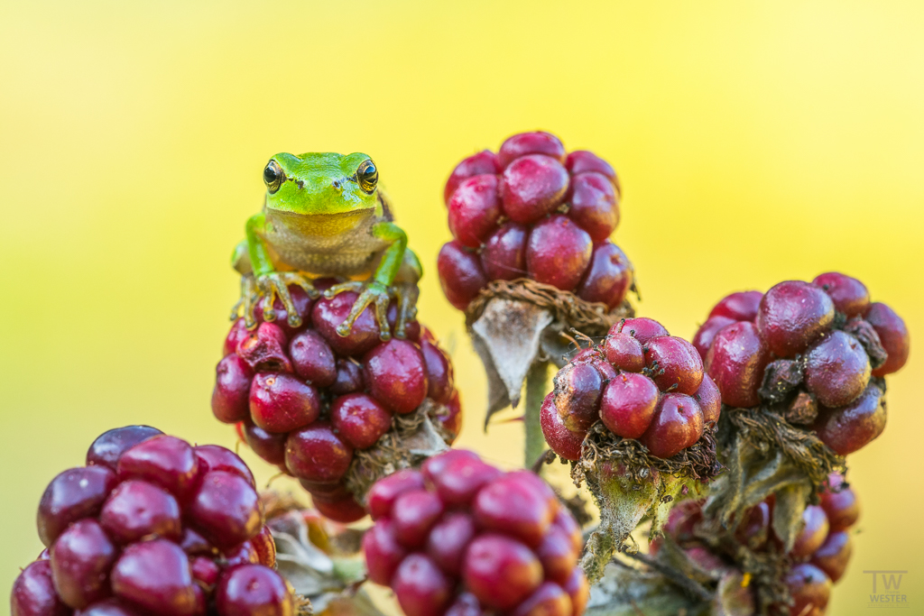 "King of Berries" (B1069)