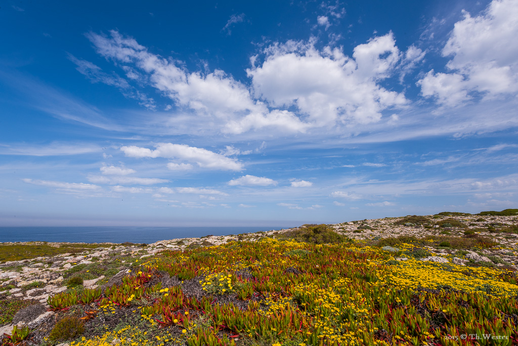 Die Felsküste ist alles andere als karg (B307)