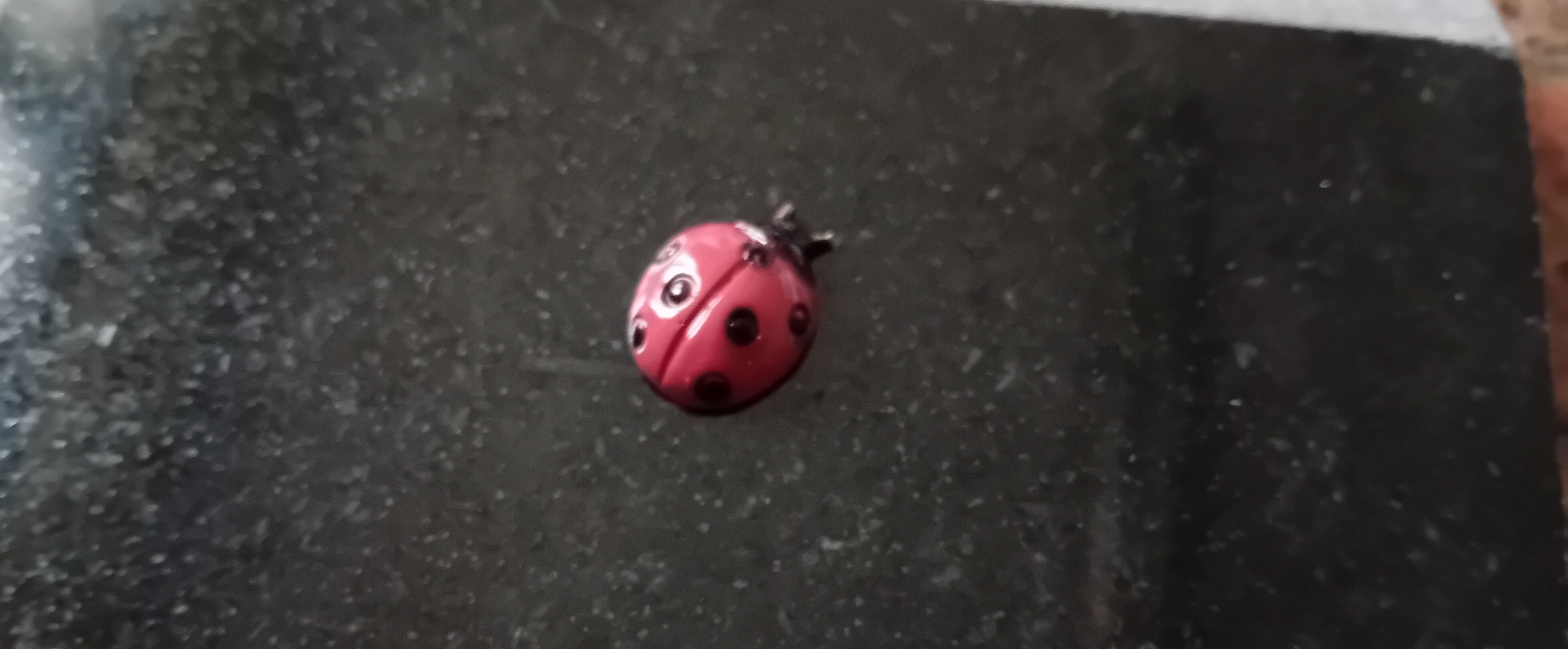 Coccinella