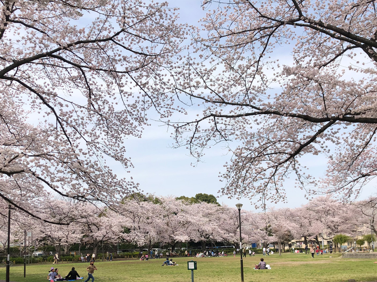 2022年、桜が満開です