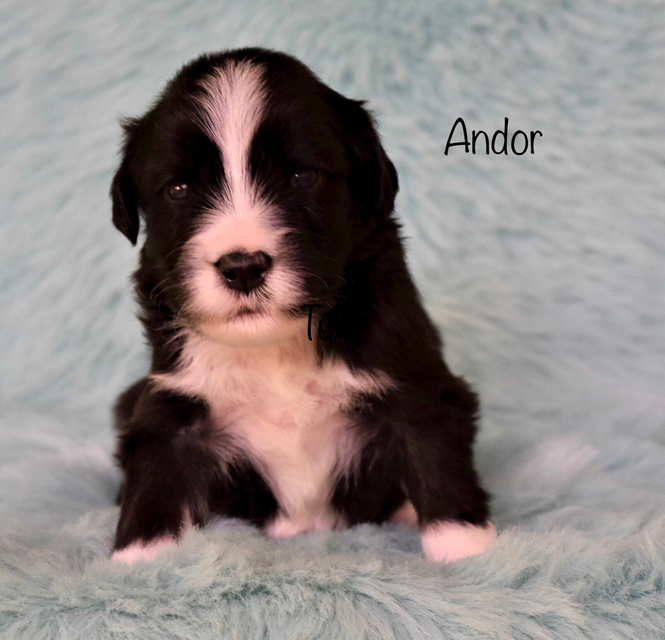 Bearded Collie Welpen, Sparkling Miracle