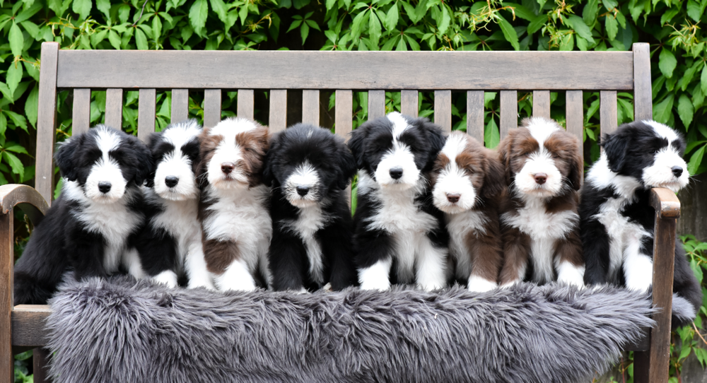 Bearded Collies,  Sparkling Miracle Beardies, Beardies, Bearded Collie Zucht, Bearded Collie Welpen