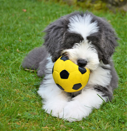 Bearded Collie Welpe