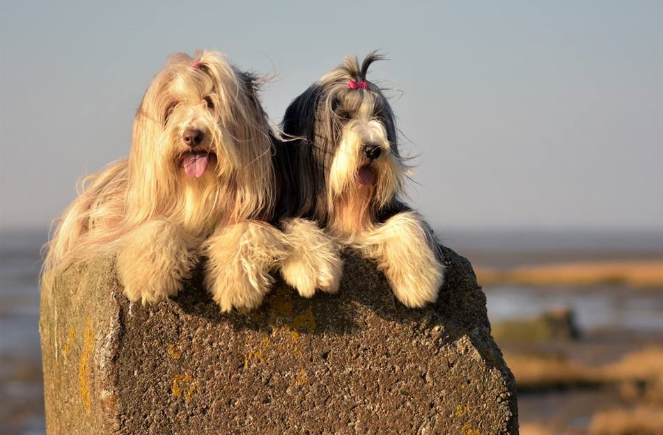 Eindrücke aus dem Leben unserer Bearded Collie Hündinnen