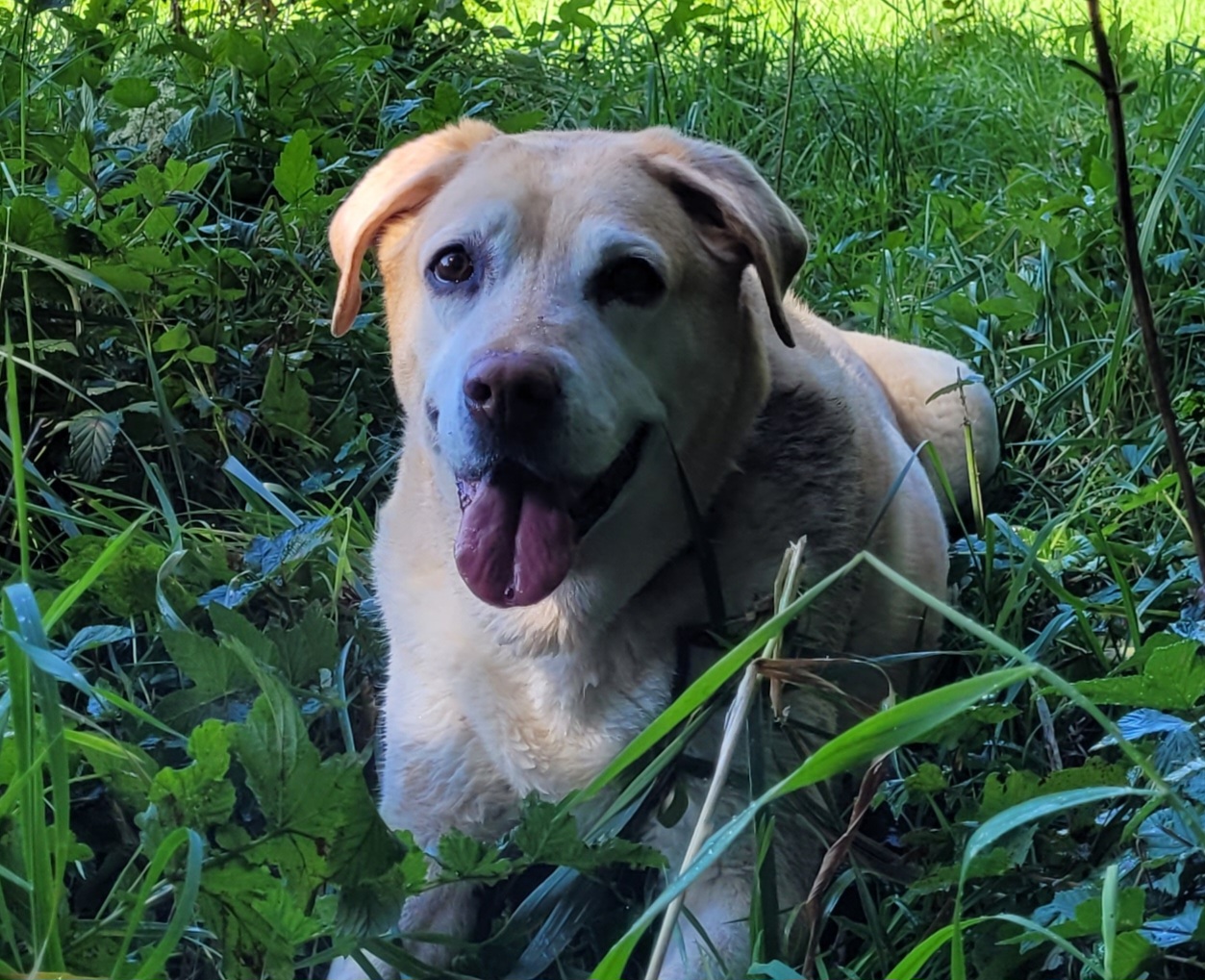 Dein Hund hört nicht auf dich