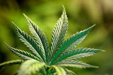cannibas leaf, Is my drinking/drug use getting out of hand? addiction, Martin B. Spray, R. Psych
