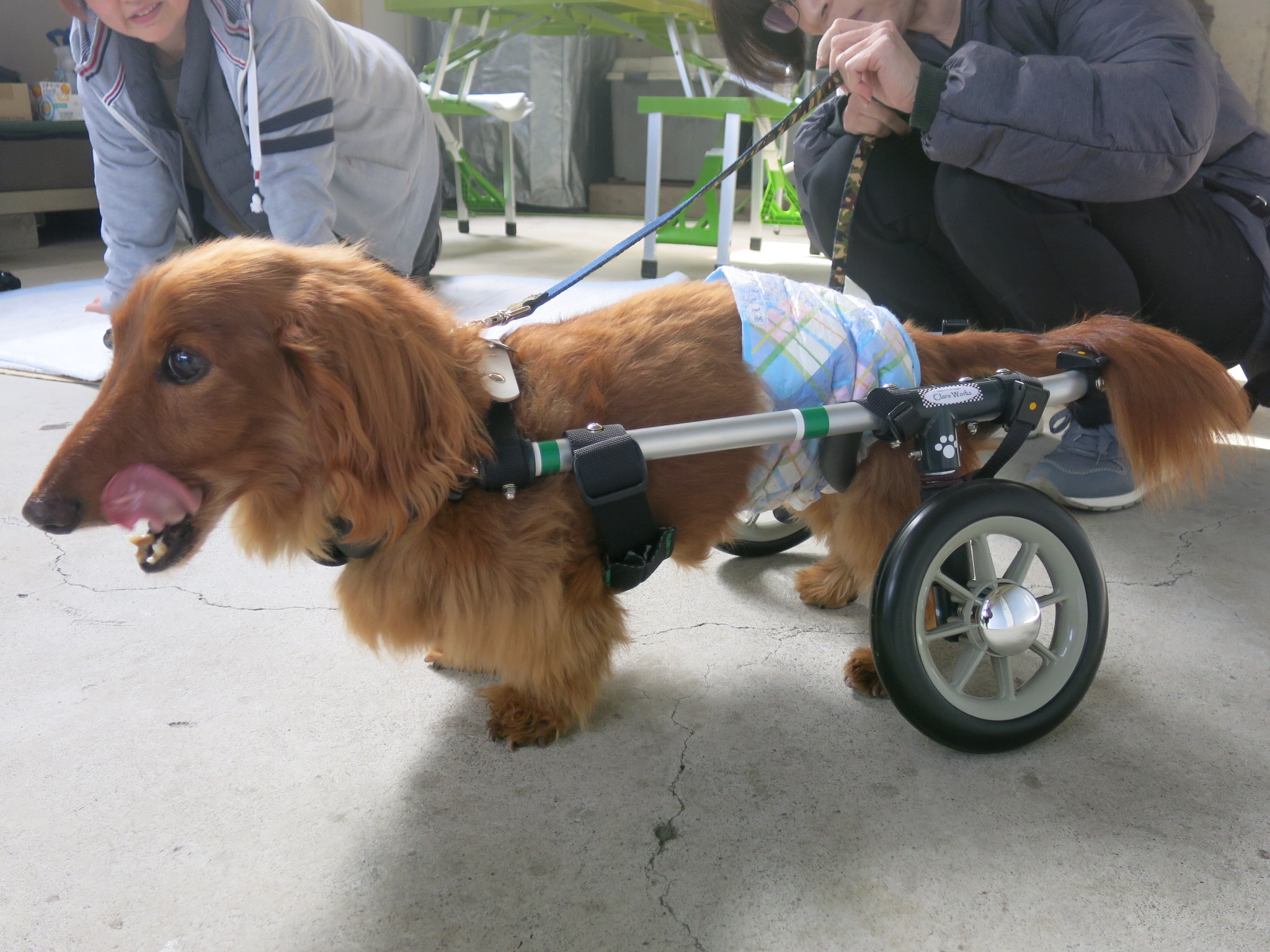 犬用車椅子 犬の車椅子 犬の車いす工房クララワークス 犬の車いす工房クララワークス 犬の車椅子 犬用車椅子 犬 車椅子 Dogkart Clara