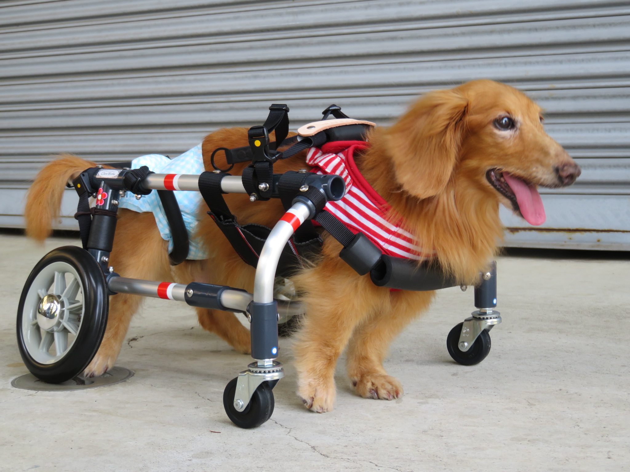 犬用車椅子 犬の車椅子 「犬の車いす工房クララワークス」 - 犬