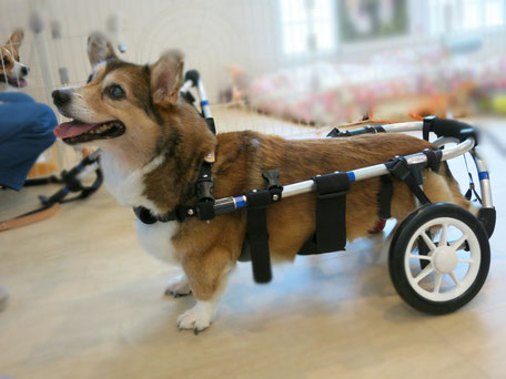 きゃらめるこーーん様専用 犬用車椅子 犬の歩行器 柴犬 犬の