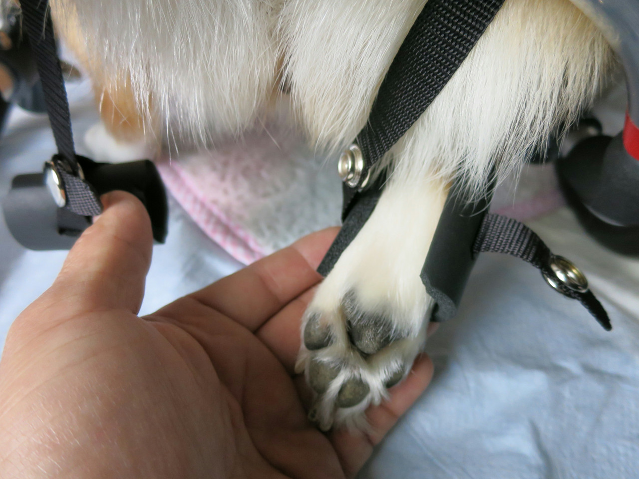 後足を吊るリングの調整方法 犬の車いす工房クララワークス 犬の車椅子 犬用車椅子 犬 車椅子 Dogkart Clara 後足を吊るリングの調整方法 犬の車いす工房クララワークス 犬の車椅子 犬用車椅子 犬 車椅子 Dogkart Clara
