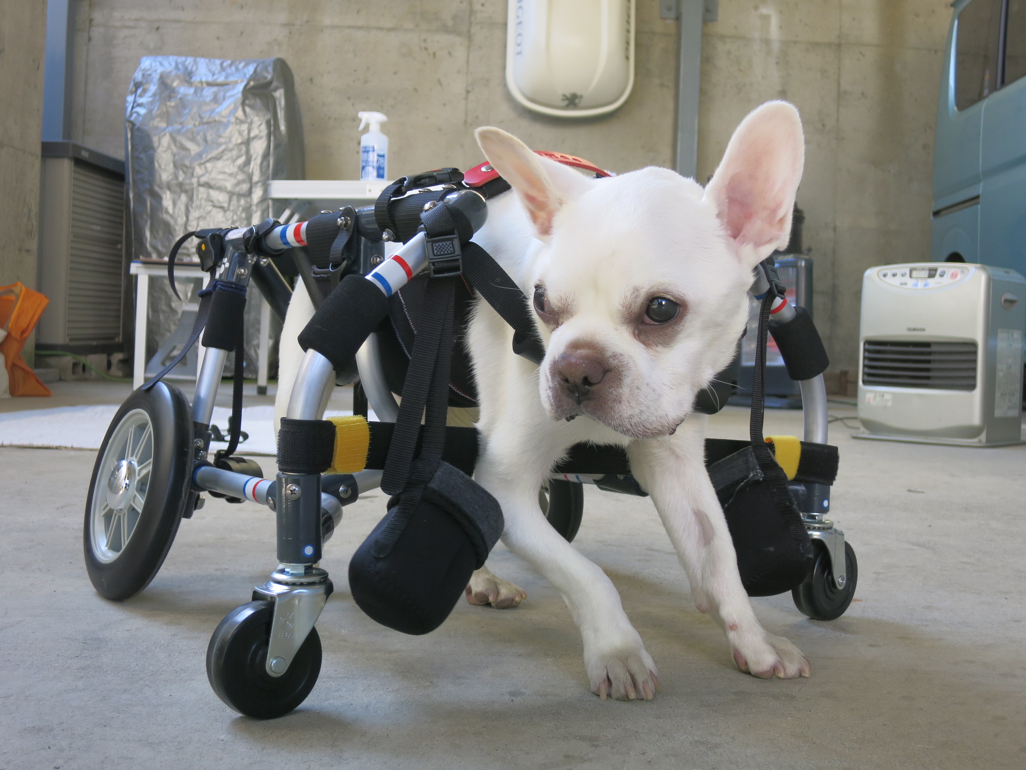 新素材新作 徘徊対処 専用支柱付き犬用車椅子 ienomat.com.br