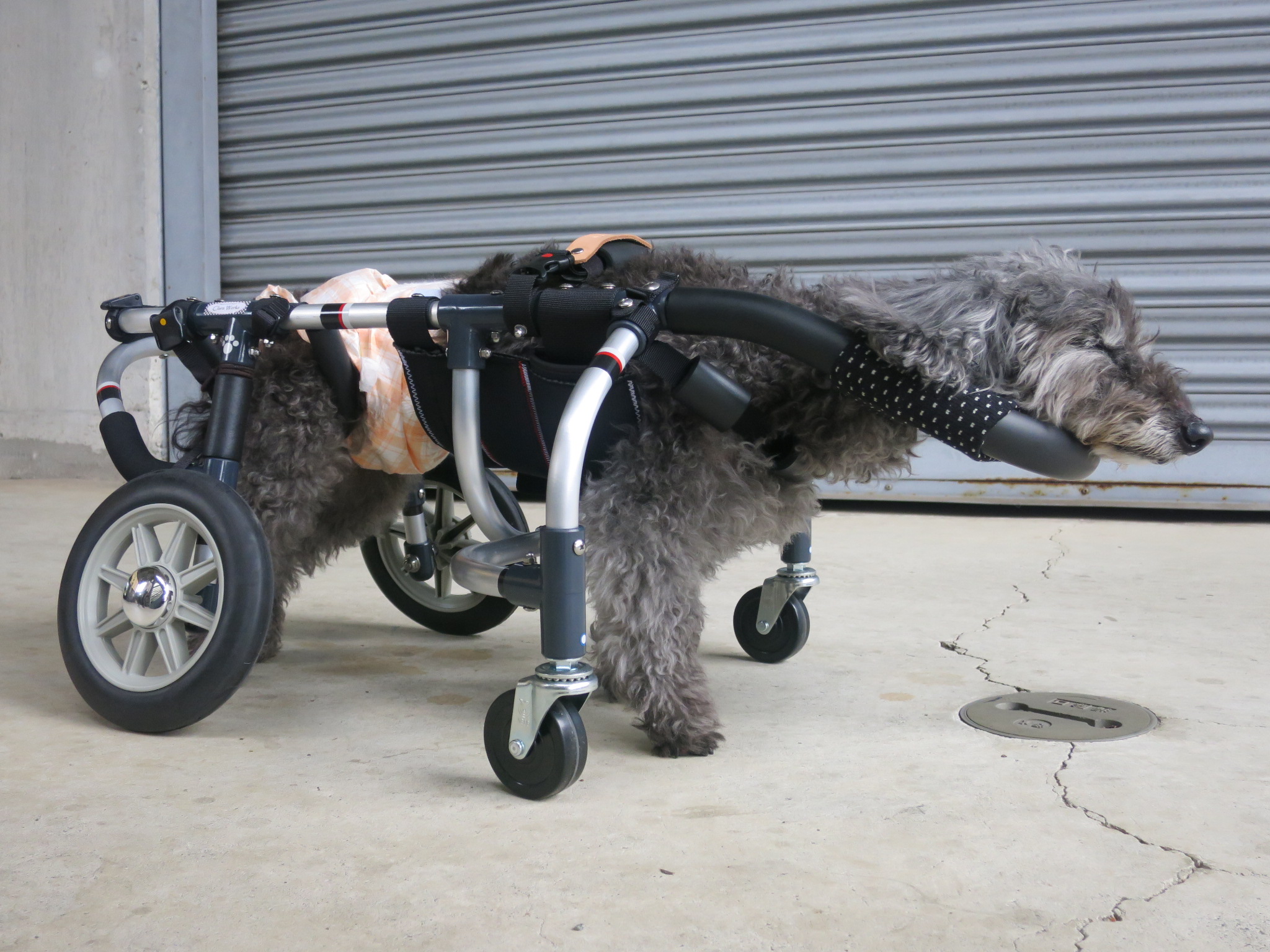 犬用車椅子 犬の車椅子 「犬の車いす工房クララワークス」 - 犬 犬用車椅子 犬の車椅子 「犬の車いす工房クララワークス」 - 犬