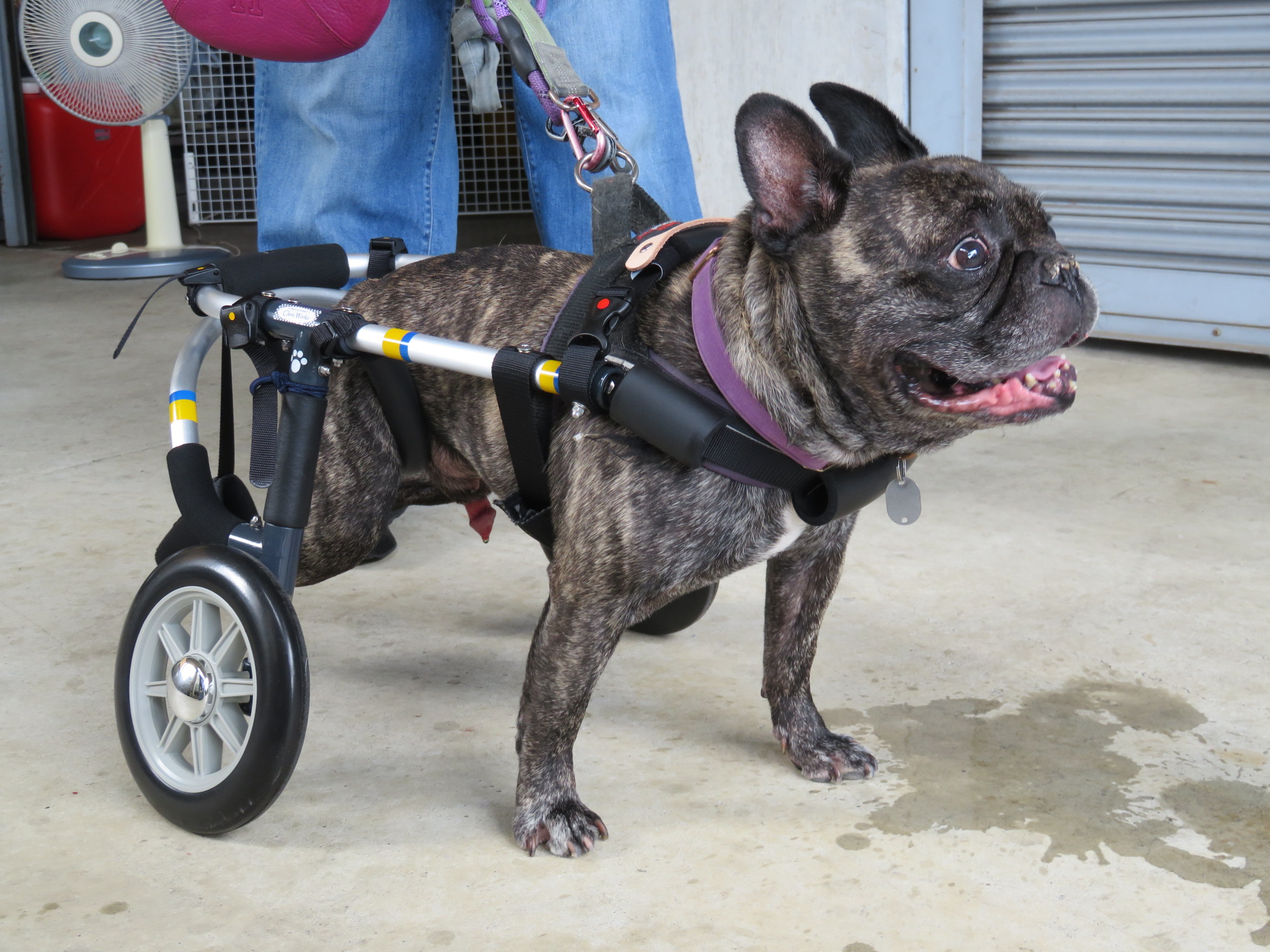 犬用車椅子 犬の車椅子 「犬の車いす工房クララワークス」 - 犬の